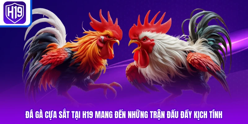 Đá gà cựa sắt tại H19 mang đến những trận đấu đầy kịch tính